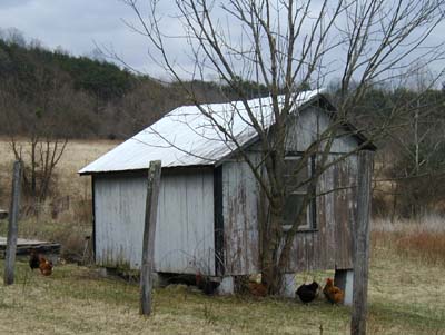 Rooster and chickens out in the barnyard.