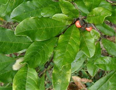 star magnolia tree pictures. Star magnolia sporting orange