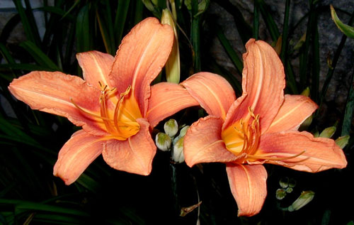 most viewstiger lily with