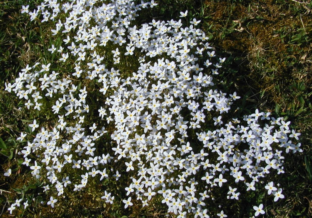 Bluets are four-petaled flowers in light blue with yellow centers.
