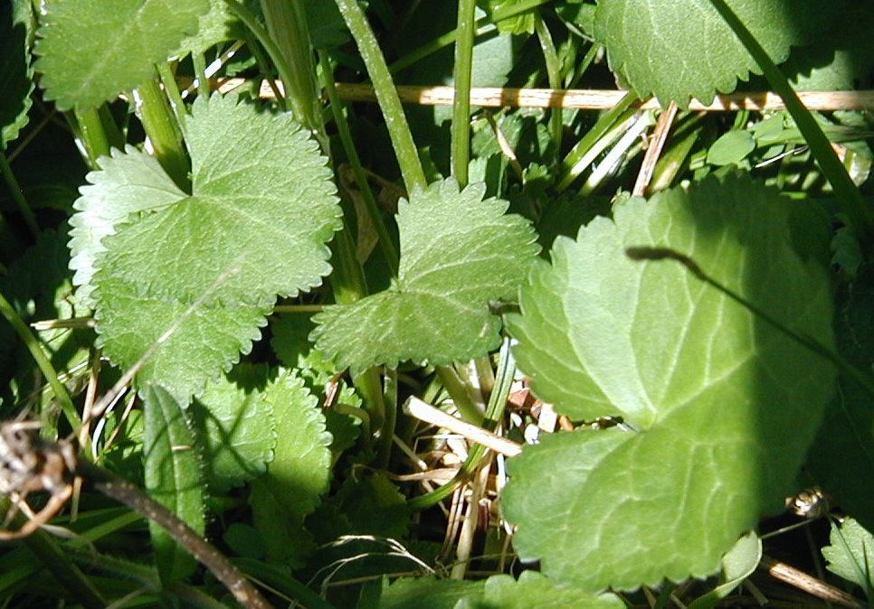 Round Leaves
