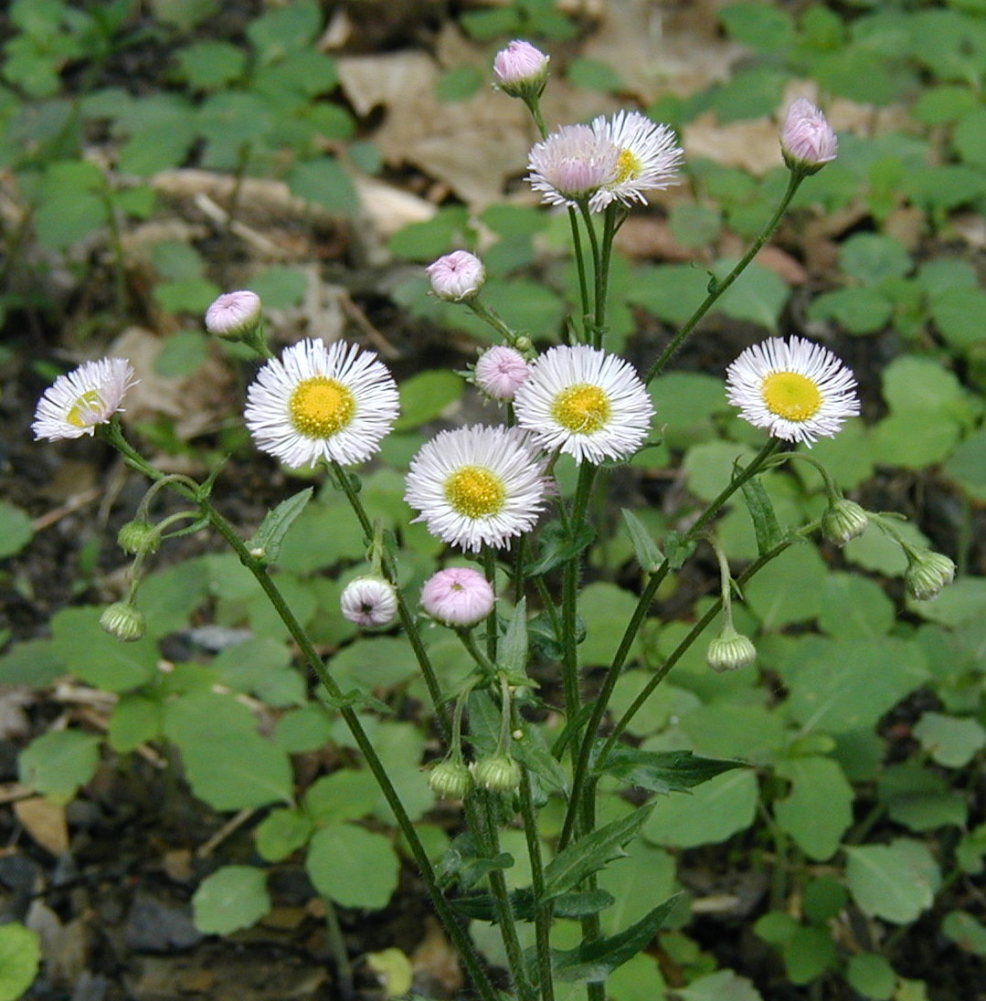 Fleabane plant information