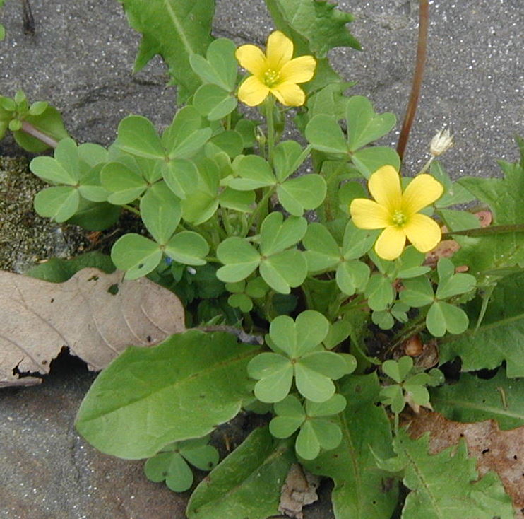 Sour Grass Is Yellow Oxalis In The Yard Wildeherb