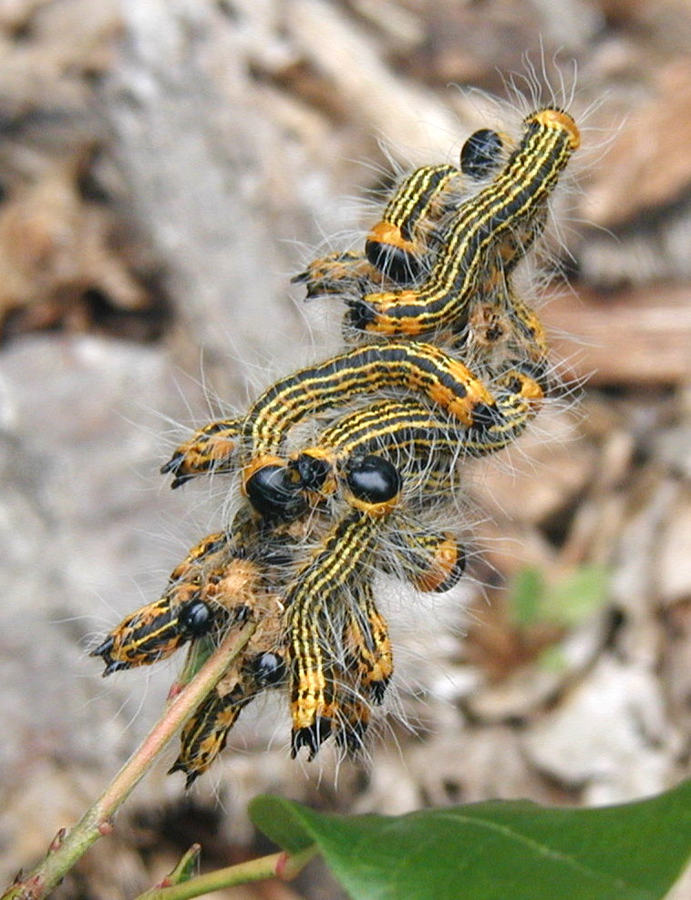 yellow black and white caterpillar. Group of hairy yellow-orange