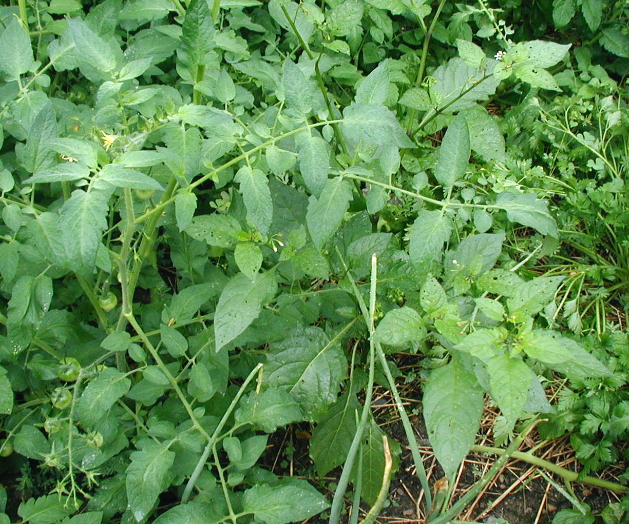 Deadly Nightshade Plant