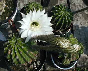 Two cactus stalks rise up before the flowers bloom.