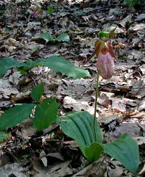 Two pink lady slippers blooming brightly.