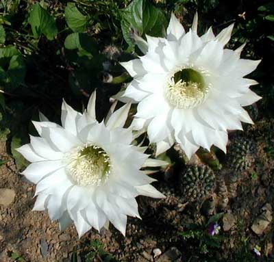 White cactus blossoms bloom for one day only.