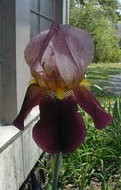 This beautiful iris just opened to greet the sunrise.