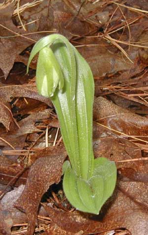 Pink Lady's Slipper a week before it is to bloom.