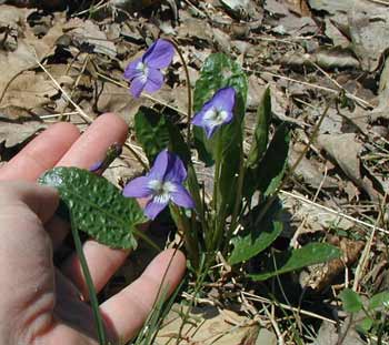 Arrow-leaved violet has smooth, lance-shaped leaves.