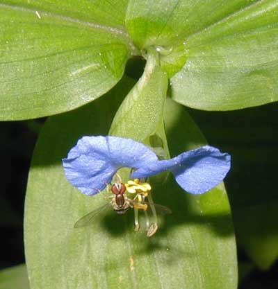 A third lower petal is barely visible here as a white patch behind the two blue petals.