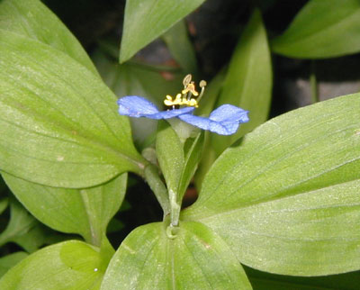 Looking down on the flower of an asiatic dayflower.