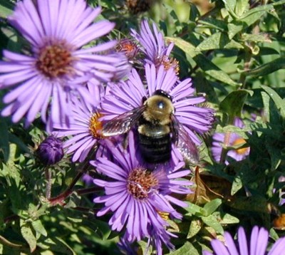 Bee collecting pollen from an aster flower.