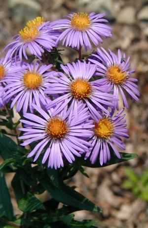 Blooms of New England Aster.