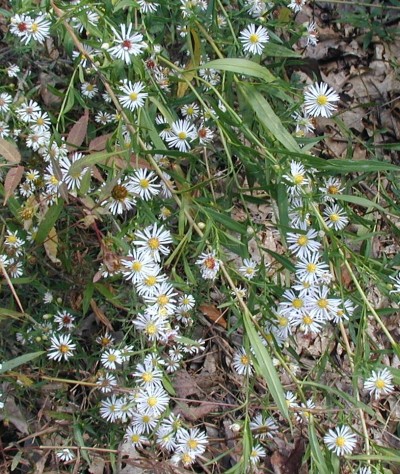 Panicles of white aster blooms.