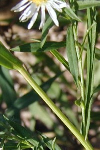 Leaves of aster, panicled.