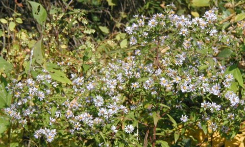 Light purple PA asters.