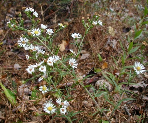 Small white aster flowers.