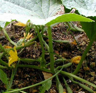Baby cucumbers still attached to their yellow blossoms.