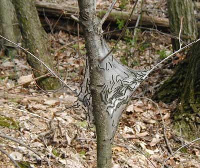 Bag worms, also called tent worms, are infesting this small cherry tree.