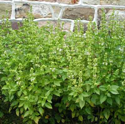 Basil bunches provide leaves for pesto pasta sauce.