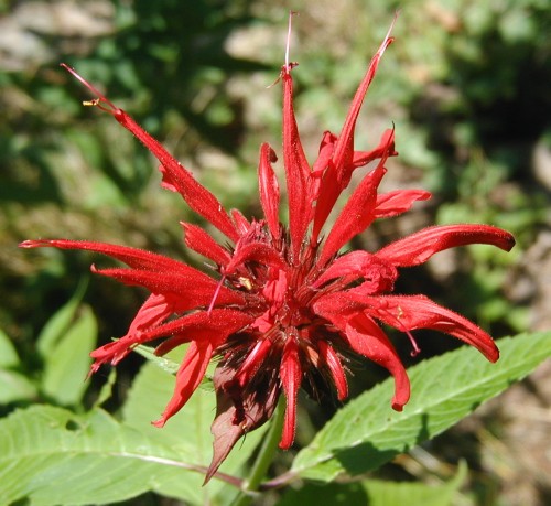Several tubular flowers open on bee balm.