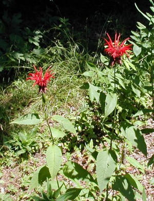 Bee Balm or Oswego Tea in bloom.