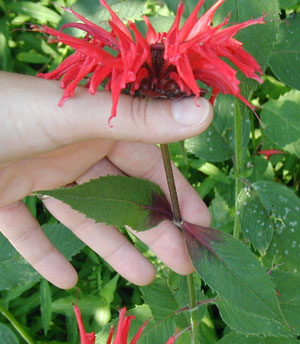 Bee balm bracts are scarlet red.