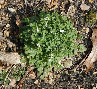 Small-flowered bitter cress grows close to the ground.