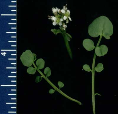 Tiny white flower measures 1/8th inch in diameter. Single leaves are deeply lobed.