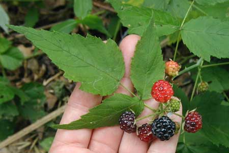 Blackberry fruit ripening on the vine.