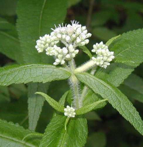 Boneset no flower.