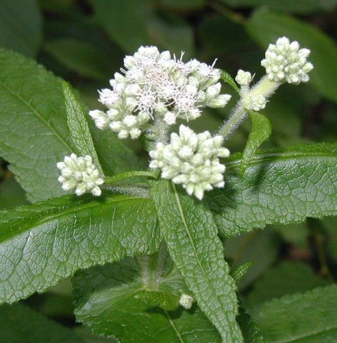 No flower in dry year for boneset.