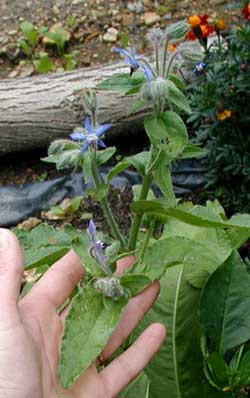Borage volunteered in the garden to show off its blue flowers.