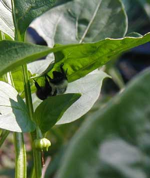 Sleeping bumblebee under a pepper leaf.