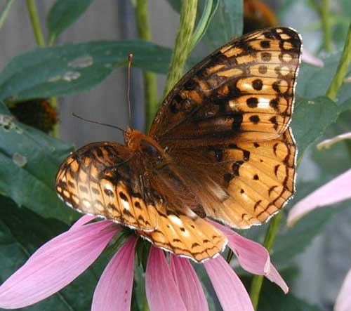 Inside butterfly wing patterns.