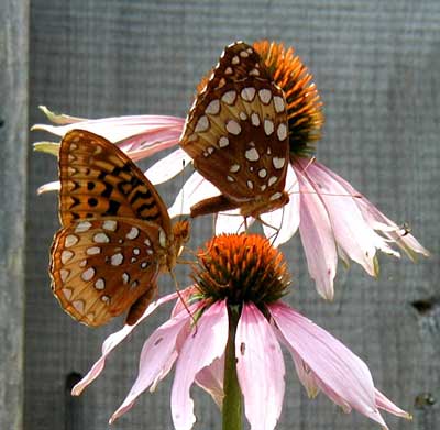 Butterflies seeking nectar.