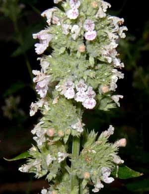Unopened flower buds look softly pink and the opened catnip flowers are white with a few spots of purple.