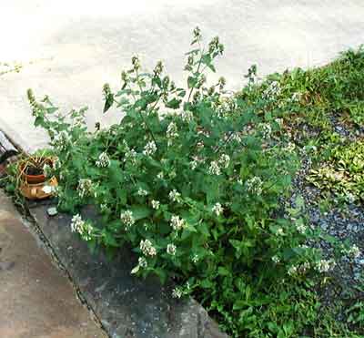 Terminal flowers of catnip are blooming.