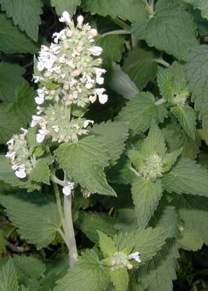Pinkish to white blossoms of catnip are packed together at the top of stems.