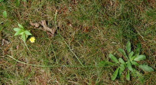 Stem branching of Cat's Ears.