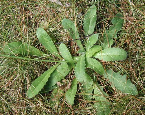 Rosette of basal leaves of Cat's Ears.