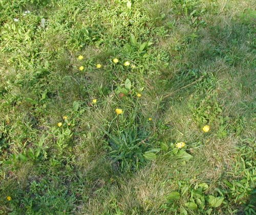 Cat's-Ears flowering in the yard.