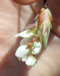 Winter buds open to reveal a set of green leaves and four or five white cherry blossoms.