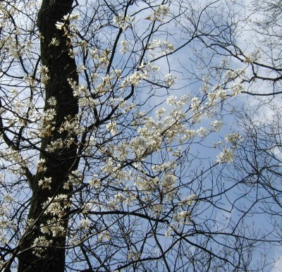 Cherry trees in full bloom.