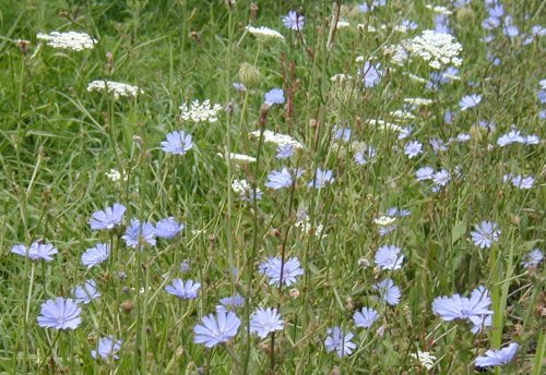 Queen Anne's Lace and Chicory.