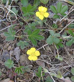 Cinquefoil flowers are a happy yellow sight.