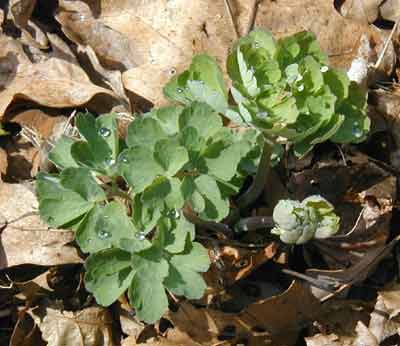 Columbine greenery starts life as a tight little ball of leaves that gradually open to catch the sun's rays.