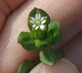 Long, green sepals and an apparent 10 white petals of common chickweed.